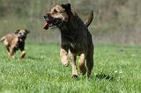 BORDER TERRIER 067